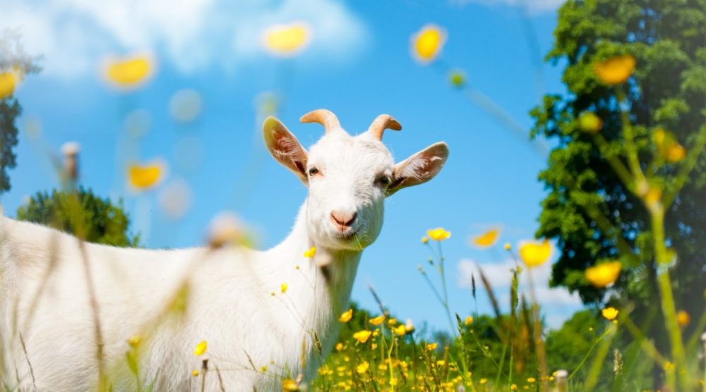 Đinh Mùi 1967 hợp tuổi gì