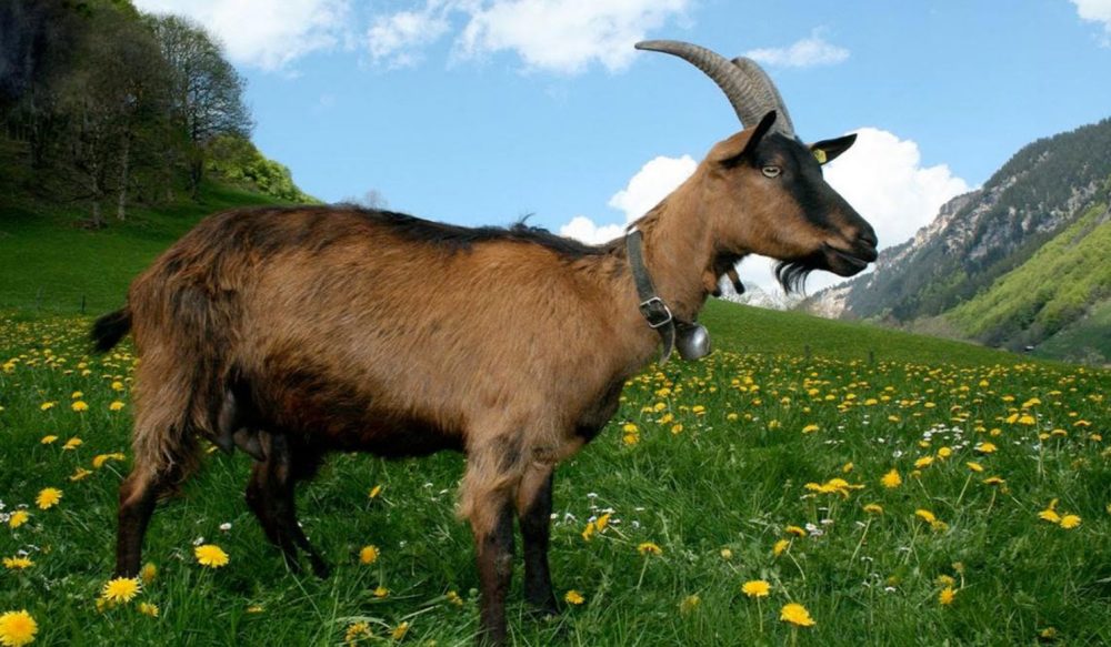 Sinh năm 1979 tuổi con gìSinh năm 1979 tuổi con gìaaaaaaa