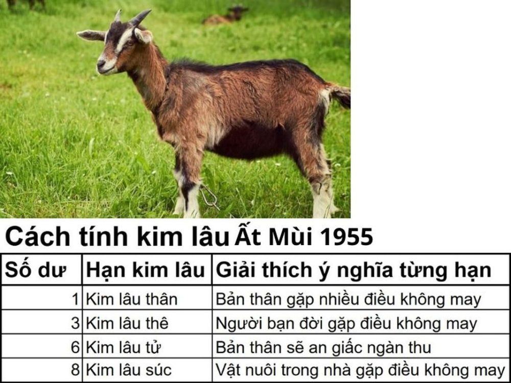 Tính kim lâu 