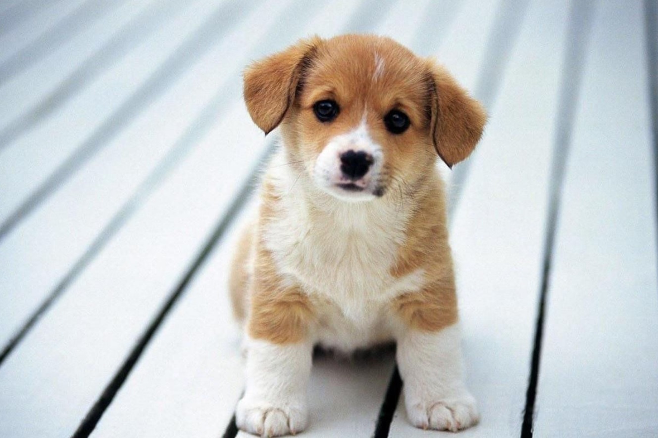 Mậu Tuất 1958 tuổi con chó