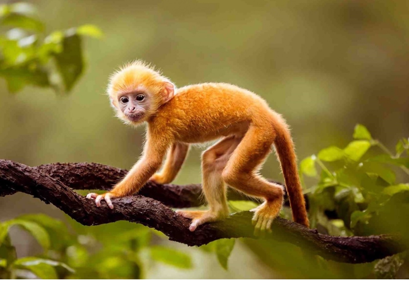 Sinh năm 1968 tuổi con khỉ