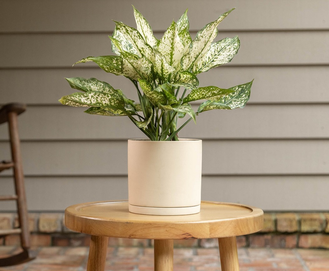 Vật phẩm hộ mệnh Canh Tuất 1970