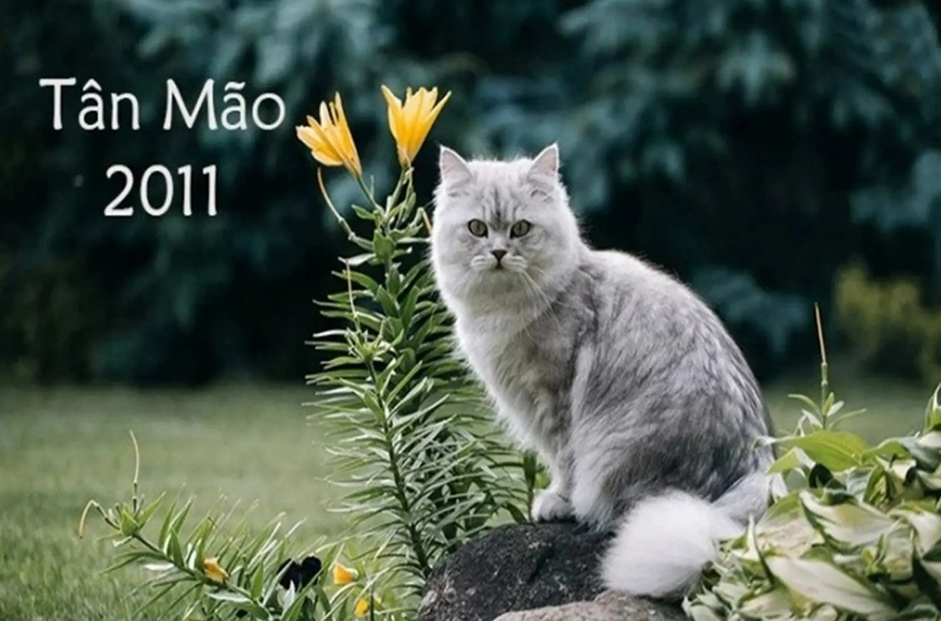 Tuổi tân mão 2011 bao nhiêu tuổi
