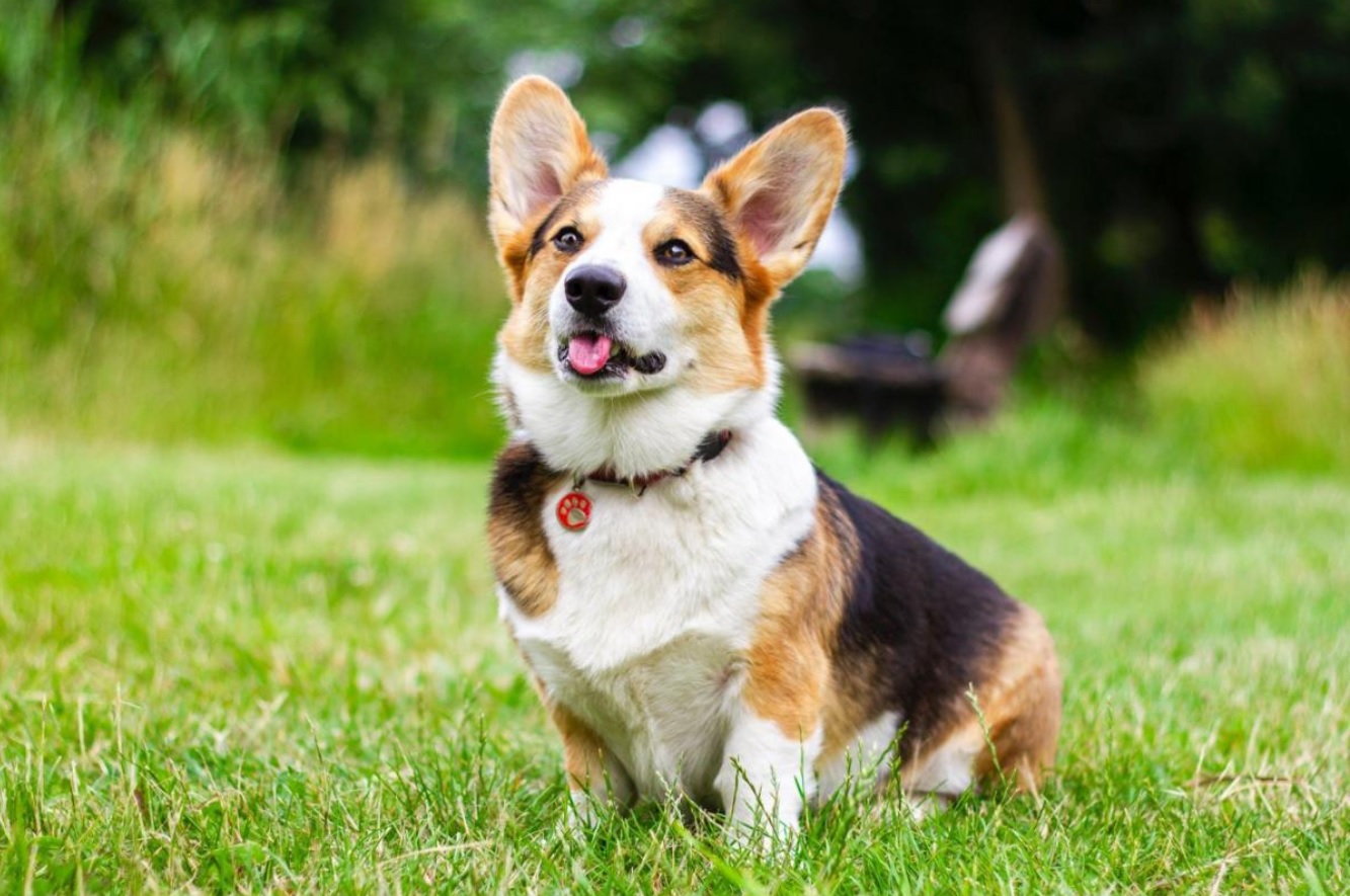 Bính Tuất 2006 tuổi con gì